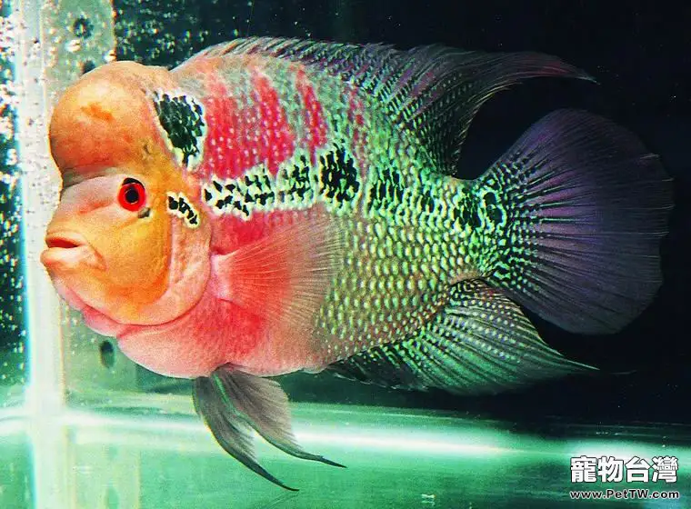 花羅漢的飼養環境(1圖)-寵物台灣