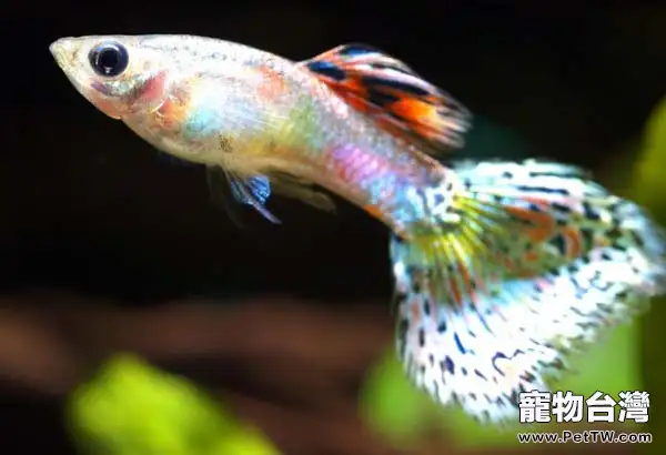 孔雀魚飼養要怎麼樣選苗