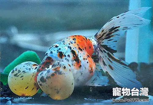 花水泡的品種簡介(1圖)-寵物台灣