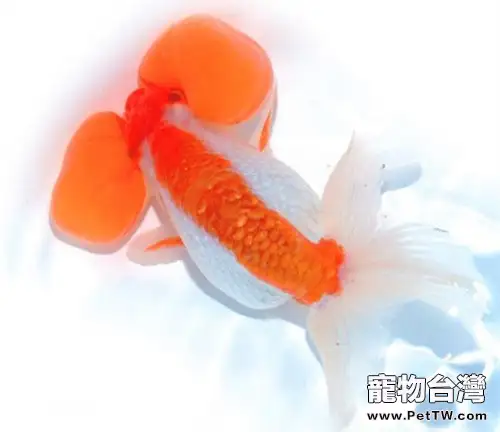 花水泡的外形特點(1圖)-寵物台灣