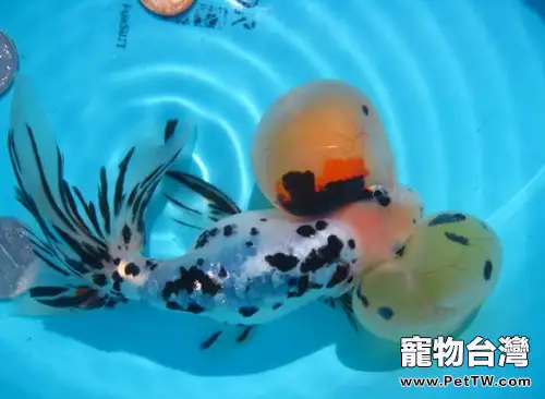 花水泡的飼養環境(1圖)-寵物台灣