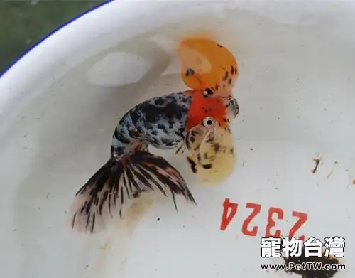花水泡的餵食要點(1圖)-寵物台灣