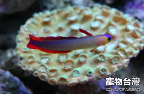 華麗線塘鱧的外形特點(1圖)-寵物台灣