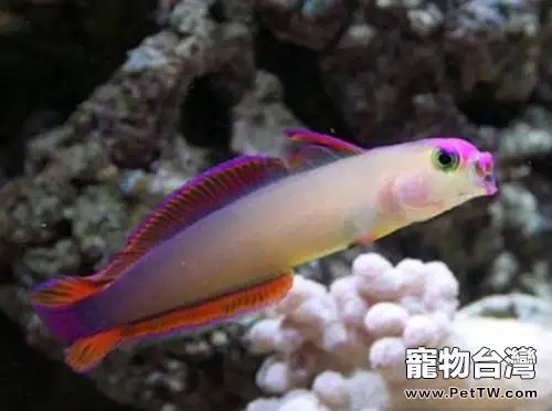 華麗線塘鱧的餵食要點(1圖)-寵物台灣