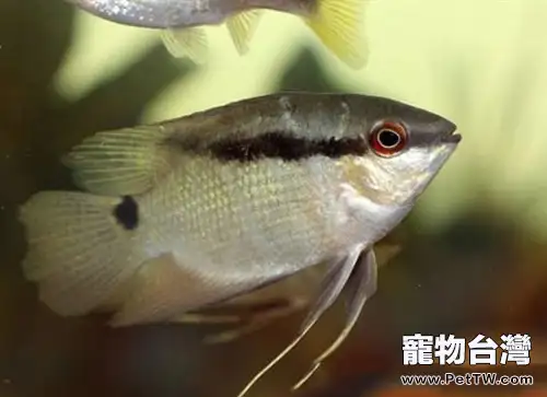 畫眉鯛的品種簡介(1圖)-寵物台灣