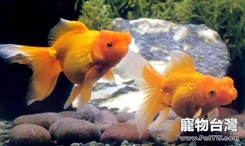 金魚缺氧的症狀及治療辦法