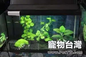 魚缸底砂縫隙的垃圾清理(1圖)-寵物台灣