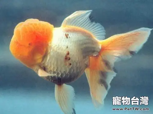 黃高頭的品種簡介(1圖)-寵物台灣