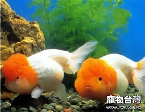 黃高頭的外形特點(1圖)-寵物台灣