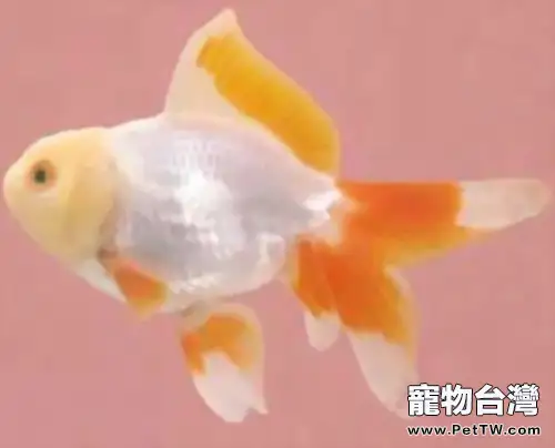 黃高頭的餵食要點(1圖)-寵物台灣