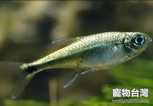 黃金燈魚的外形特點