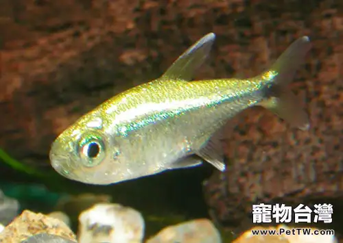 黃金燈魚的飼養環境