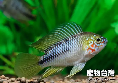 黃金短鯛的外形特點(1圖)-寵物台灣