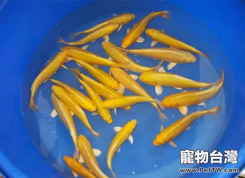 黃金錦鯉的品種簡介
