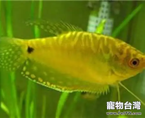 黃曼龍魚的品種簡介