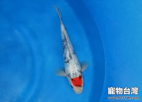 錦鯉飼養歷史上的革命(1圖)-寵物台灣