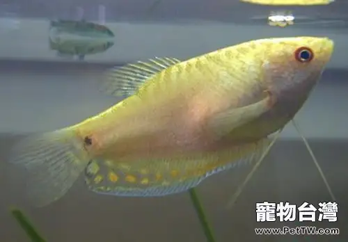 黃曼龍魚的外形特點