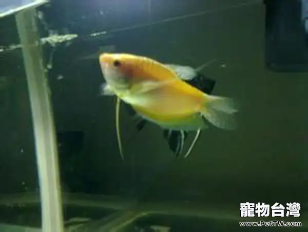 黃曼龍魚的飼養環境