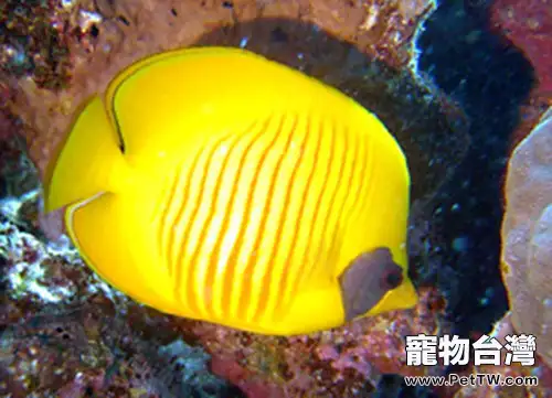 黃色蝴蝶魚的品種簡介(1圖)-寵物台灣