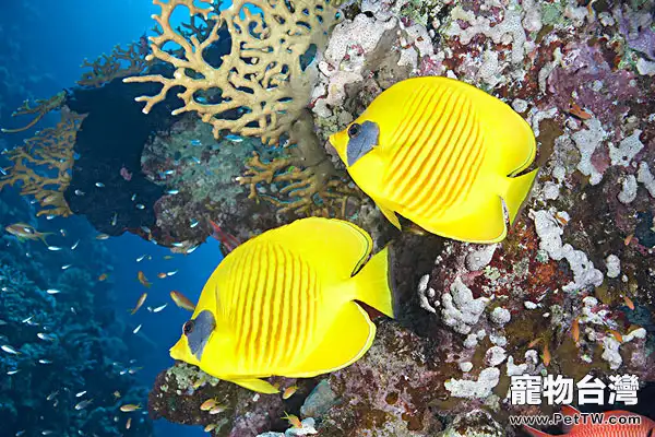 黃色蝴蝶魚的外形特點(1圖)-寵物台灣