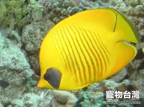 黃色蝴蝶魚的飼養環境(1圖)-寵物台灣