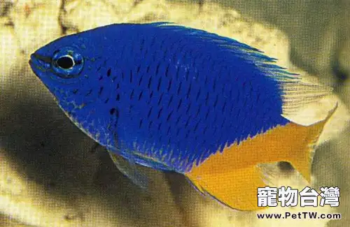 黃尾藍魔鬼的外形特點(1圖)-寵物台灣