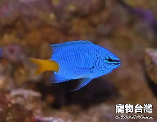 黃尾藍魔鬼的飼養環境(1圖)-寵物台灣