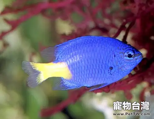 黃尾藍魔鬼的餵食要點(1圖)-寵物台灣