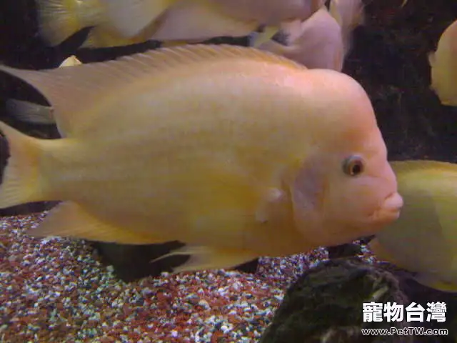 火鶴魚的品種簡介