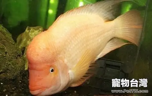 火鶴魚的外形特點