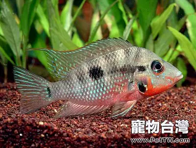 火口魚的品種簡介