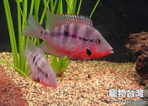 火口魚的外形特點(1圖)-寵物台灣