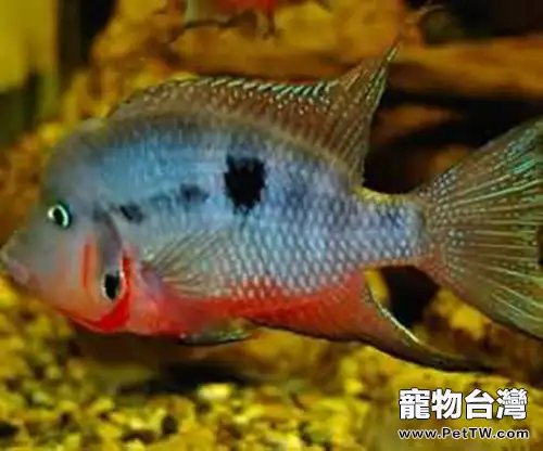 火口魚的飼養環境