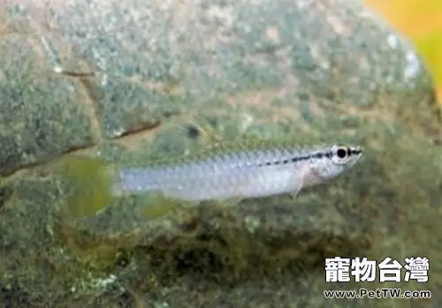 濺水魚的品種簡介