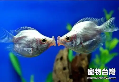 接吻魚的外形特點