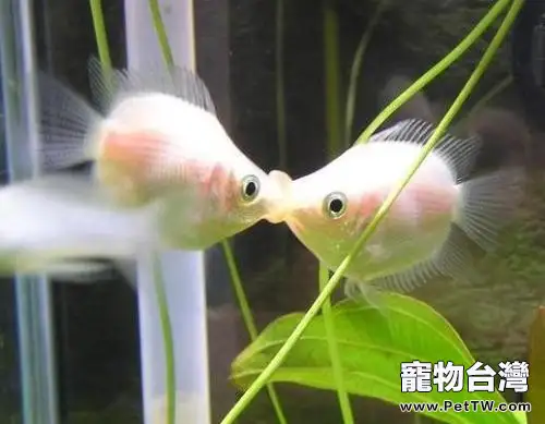 接吻魚的飼養環境