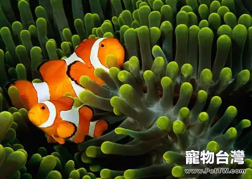 金邊透紅小丑魚的品種簡介(1圖)-寵物台灣