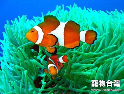 金邊透紅小丑魚的外形特點(1圖)-寵物台灣