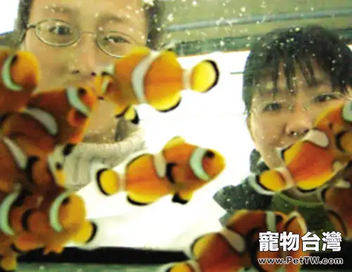 金邊透紅小丑魚的飼養環境(1圖)-寵物台灣