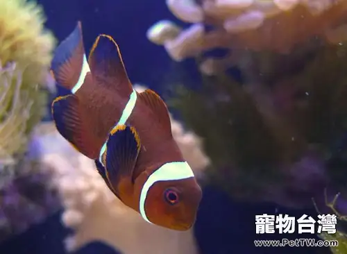 金邊透紅小丑魚的餵食要點(1圖)-寵物台灣
