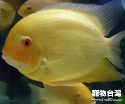 金菠蘿魚的品種簡介