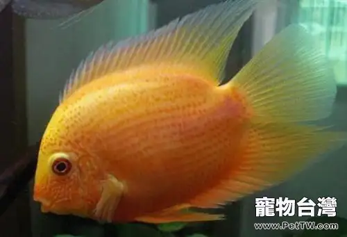 金菠蘿魚的飼養環境