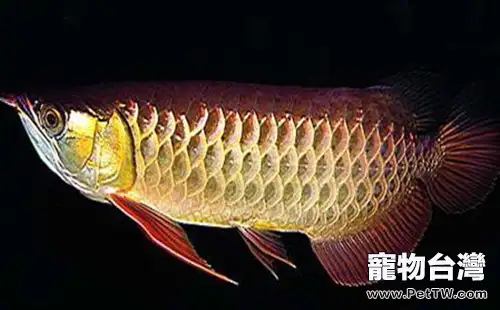 金龍魚的品種簡介