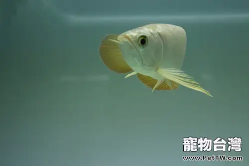 金龍魚的餵食要點(1圖)-寵物台灣
