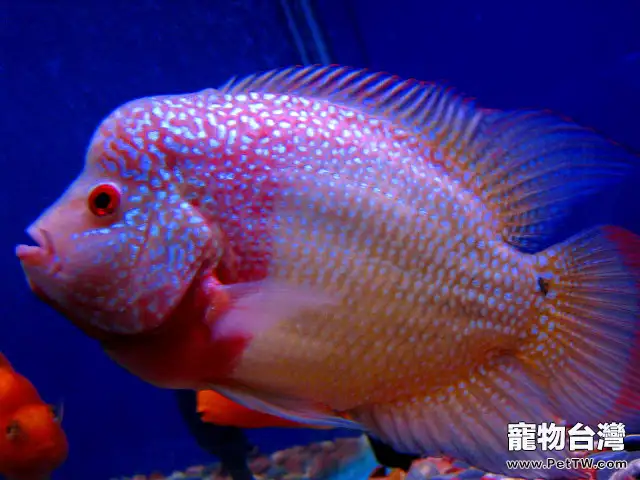 金馬騮的餵食要點(1圖)-寵物台灣