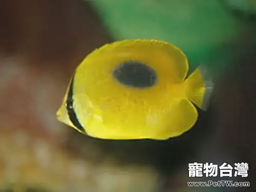 鏡斑蝴蝶魚的外形特點