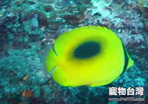 鏡斑蝴蝶魚的飼養環境(1圖)-寵物台灣