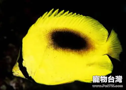 鏡斑蝴蝶魚的餵食要點(1圖)-寵物台灣
