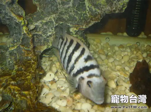 九間菠蘿的餵食要點(1圖)-寵物台灣