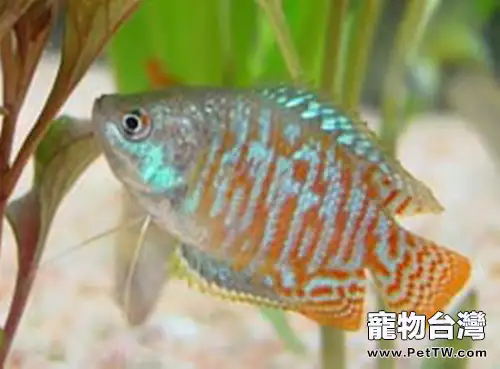 拉利毛足鱸的外形特點(1圖)-寵物台灣